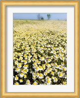 Chamomile Field (Matricaria Chamomilla), Hortobagy National Park In Spring Hungary Fine Art Print