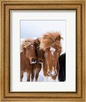 Icelandic Horses With Typical Thick Shaggy Winter Coat, Iceland 12 Fine Art Print