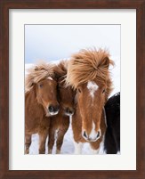 Icelandic Horses With Typical Thick Shaggy Winter Coat, Iceland 12 Fine Art Print