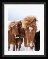 Icelandic Horses With Typical Thick Shaggy Winter Coat, Iceland 12 Fine Art Print