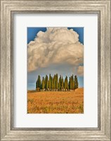 Italy, Tuscany Cypress Tree Grove And Towering Cloud Formation Fine Art Print