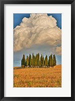 Italy, Tuscany Cypress Tree Grove And Towering Cloud Formation Fine Art Print