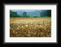 Italy, Tuscany, Wheatfield Fine Art Print