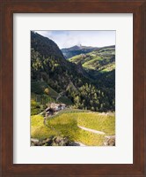 Viniculture Near Klausen In South Tyrol During Autumn, Italy Fine Art Print