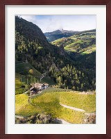 Viniculture Near Klausen In South Tyrol During Autumn, Italy Fine Art Print