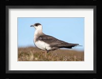 Arctic Skua Great Britain, Scotland, Shetland Islands Fine Art Print