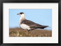 Arctic Skua Great Britain, Scotland, Shetland Islands Fine Art Print