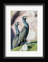 European Shag Or Common Shag On The Shetland Islands In Scotland Fine Art Print