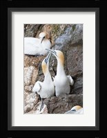 Northern Gannet, Hermaness Bird Reserve, Unst Island, Scotland Fine Art Print
