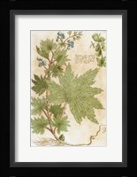 Aconitum Seventeenth-Century Engraving In Bibliotheca Pharmaceutica-Medica Fine Art Print