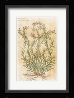 Ageratum Seventeenth-Century Engraving In Bibliotheca Pharmaceutica-Medica Fine Art Print