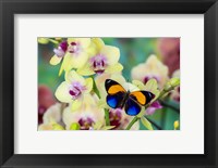 Brush-Footed Butterfly, Callithea Davisi On Orchid Fine Art Print