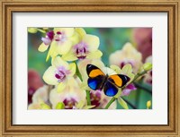 Brush-Footed Butterfly, Callithea Davisi On Orchid Fine Art Print