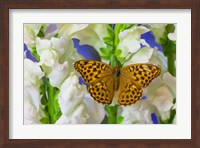 European Silver-Washed Fritillary Butterfly On Snapdragon Flower Fine Art Print