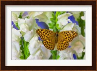 European Silver-Washed Fritillary Butterfly On Snapdragon Flower Fine Art Print