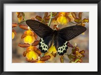 Priapus Batwing Swallowtail Butterfly From SE Asia Fine Art Print
