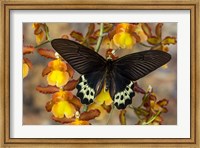 Priapus Batwing Swallowtail Butterfly From SE Asia Fine Art Print