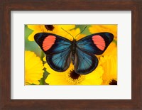 Painted Beauty Butterfly From The Amazon Region Fine Art Print
