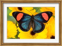 Painted Beauty Butterfly From The Amazon Region Fine Art Print