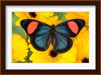 Painted Beauty Butterfly From The Amazon Region Fine Art Print