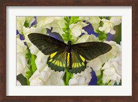 Belus Swallowtail Butterfly On White And Yellow Snapdragon Flower Fine Art Print