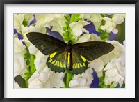 Belus Swallowtail Butterfly On White And Yellow Snapdragon Flower Fine Art Print