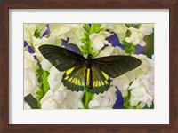 Belus Swallowtail Butterfly On White And Yellow Snapdragon Flower Fine Art Print