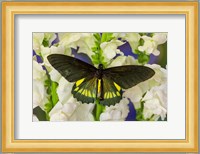 Belus Swallowtail Butterfly On White And Yellow Snapdragon Flower Fine Art Print