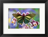 Crassus Swallowtail Butterfly Fine Art Print