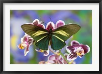 Crassus Swallowtail Butterfly Fine Art Print
