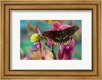 Butterfly Battus Streckerianus From Central And South America Fine Art Print