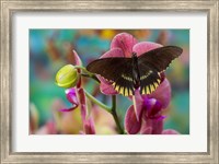 Butterfly Battus Streckerianus From Central And South America Fine Art Print