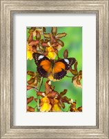 Leopard Lacewing Butterfly Fine Art Print