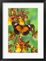 Leopard Lacewing Butterfly Fine Art Print