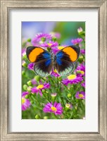 The Star Sapphire Butterfly Fine Art Print