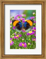 The Star Sapphire Butterfly Fine Art Print