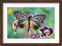 Butterfly Calinaga Buddha, The Freak Fine Art Print