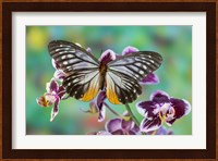 Butterfly Calinaga Buddha, The Freak Fine Art Print