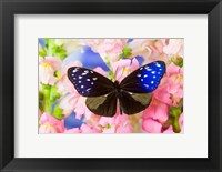 Butterfly The Striped Blue Crow Fine Art Print