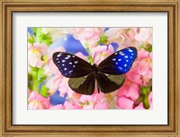 Butterfly The Striped Blue Crow Fine Art Print