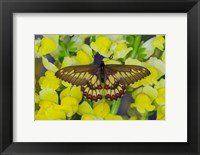 Butterfly Eurytides Corethus In The Papilionidae Family Fine Art Print