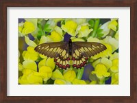 Butterfly Eurytides Corethus In The Papilionidae Family Fine Art Print