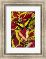 Orange Kite Swallowtail Butterfly Fine Art Print