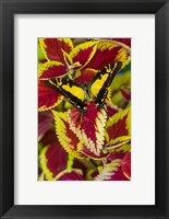 Orange Kite Swallowtail Butterfly Fine Art Print