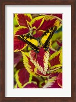 Orange Kite Swallowtail Butterfly Fine Art Print