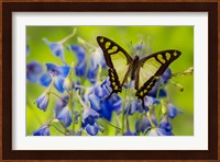 Glassy Bluebottle Butterfly Fine Art Print