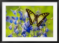 Glassy Bluebottle Butterfly Fine Art Print