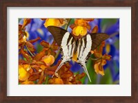 Graphium Dorcus Butongensis Or The Tabitha's Swordtail Butterfly Fine Art Print