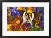 Graphium Dorcus Butongensis Or The Tabitha's Swordtail Butterfly Fine Art Print