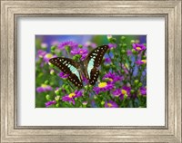 The Lesser Jay Butterfly Fine Art Print